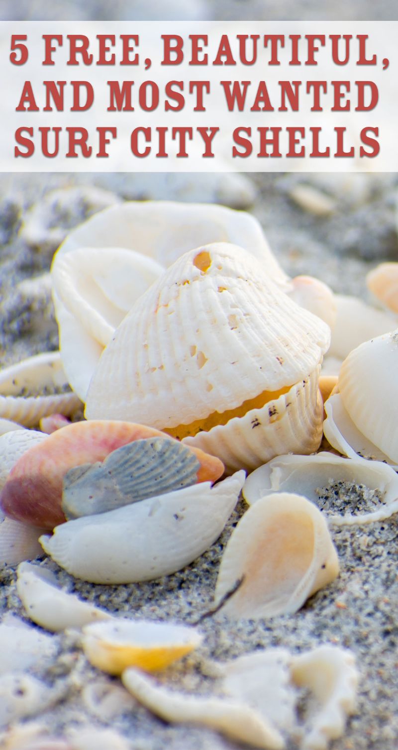 5 Free, Beautiful, and Most Wanted Surf City Shells