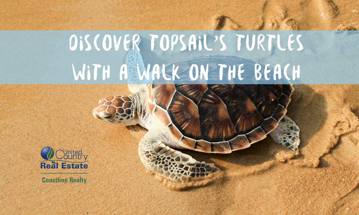 Discover Topsail's Turtles with a Walk on the Beach