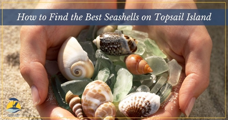 How to Find the Best Seashells on Topsail Island | Coastline Realty Vacations