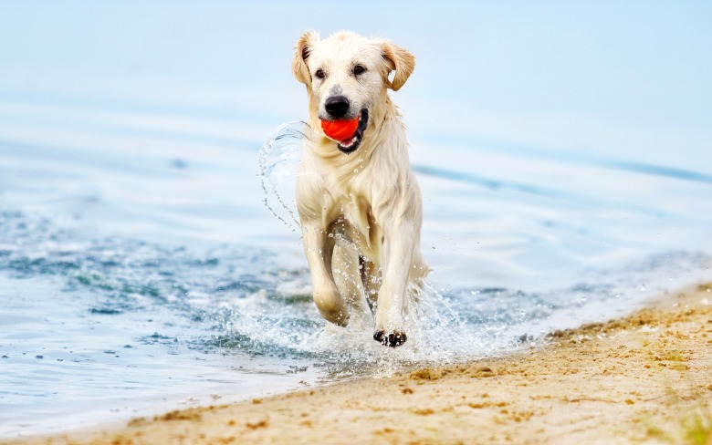 dog playing with red ball on the beach | Coastline Realty