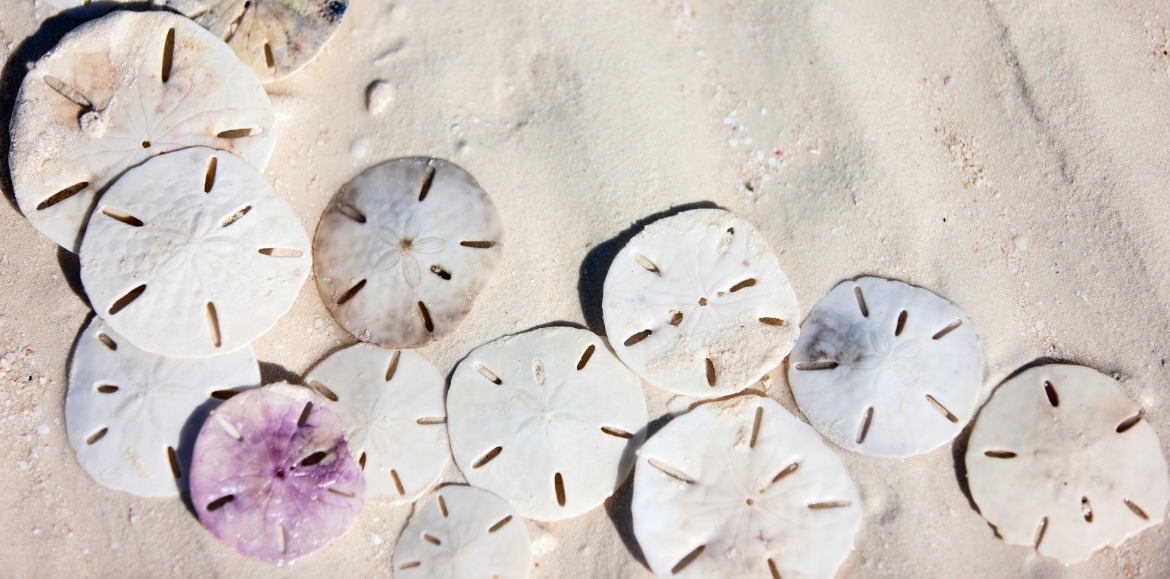 sand dollars on the beach | Coastline Realty Vacations