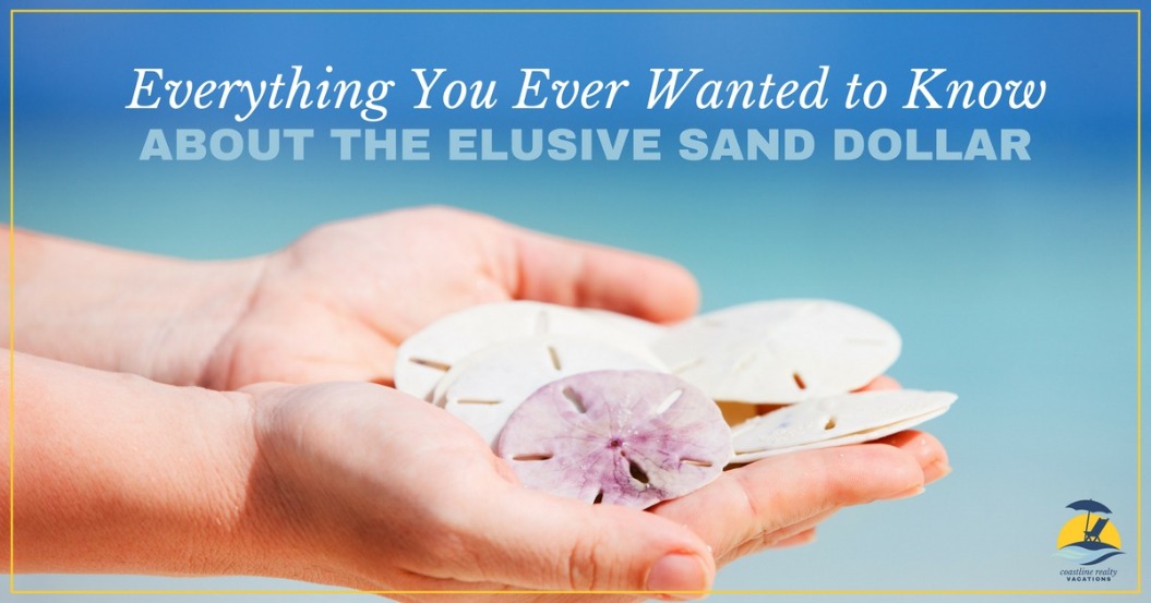 Everything You Ever Wanted to Know About the Elusive Sand Dollar | Coastline Realty Vacations