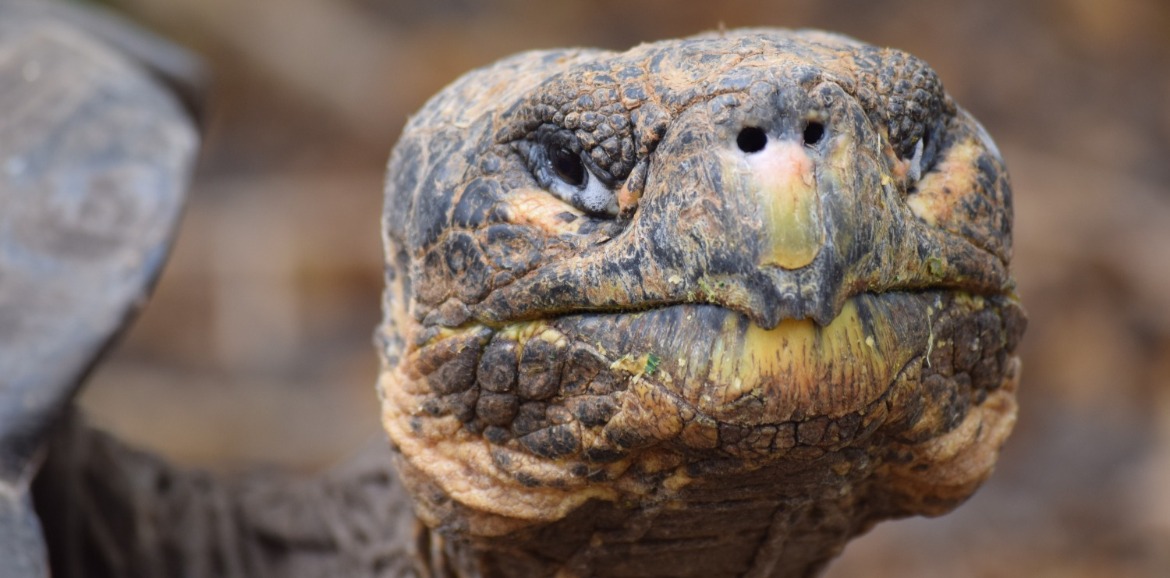 closeup of a sea turtle's face | Coastline Realty Vacations
