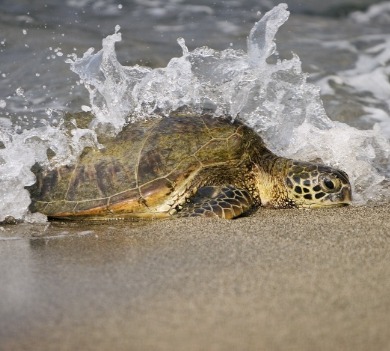 sea turtle on beach with waves | Coastline Realty Vacations
