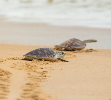 sea turtles on the beach | Coastline Realty Vacations