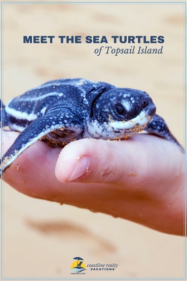 Meet the Sea Turtles of Topsail Island | Coastline Realty Vacations