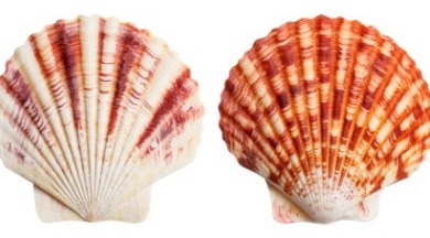 scallop shell | coastline realty