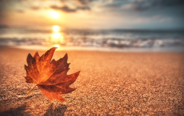 leaf on the beach | Coastline Realty