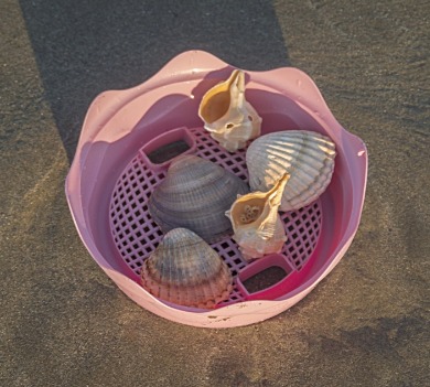 sifter full of shells on the beach | Coastline Realty