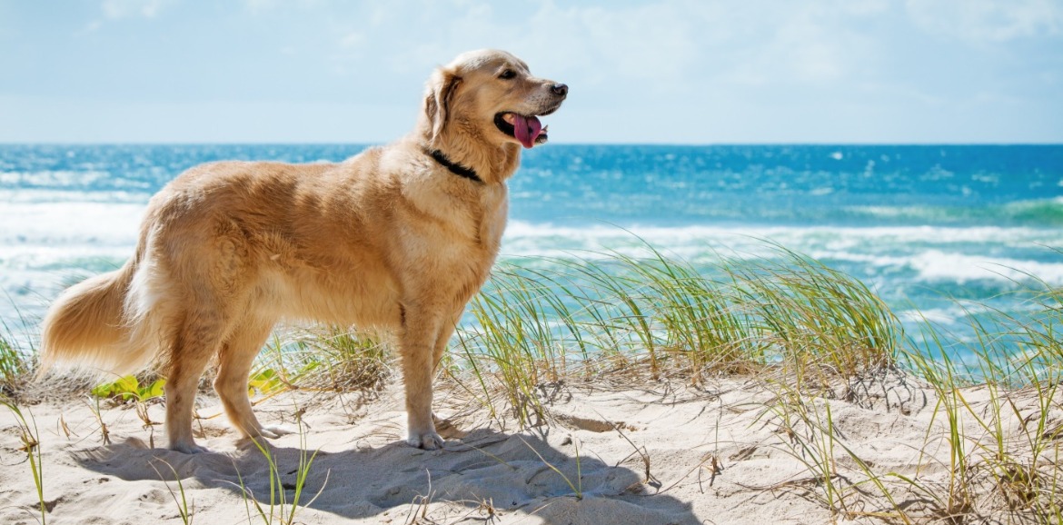 dog on the beach | Coastline Realty