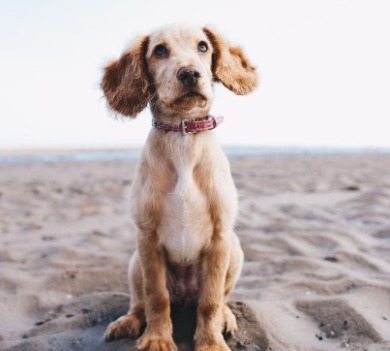 dog on a beach | Coastline Realty Vacations