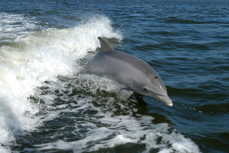 Get the Best Views of the Island with 6 Boat Tours | CBC Realty