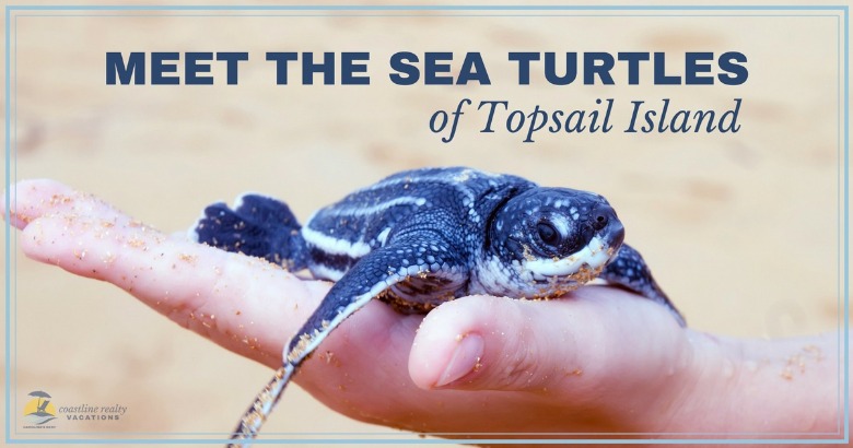 Meet the Sea Turtles of Topsail Island | Coastline Realty Vacations